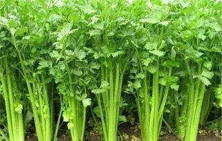 精准发力 打通产销链路——落实贫困地区农副产品政府采购的操作指南