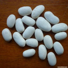 大连白芸豆的特色与相关信息解析